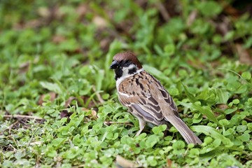 tree sparrow