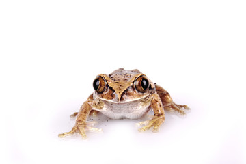 Frosch