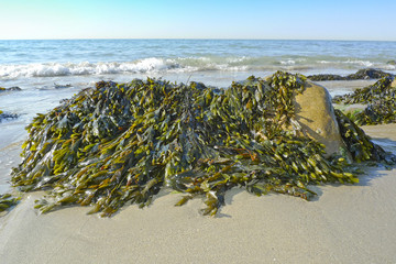 seaweed on a beach and sea