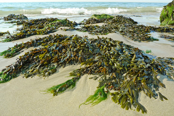 green seaweed on a beach and sea - obrazy, fototapety, plakaty