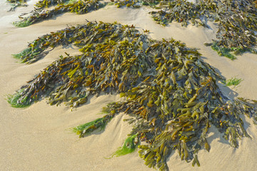 seaweed on a beach sand