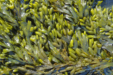 seaweed - detail © Vera Kuttelvaserova