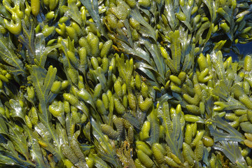 seaweed close up