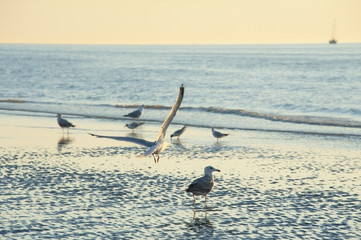 sunset time on a beach with birds - romantic view