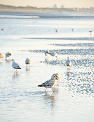 flock of gulls on a sunset beach
