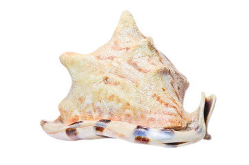 Sea shell isolated on white