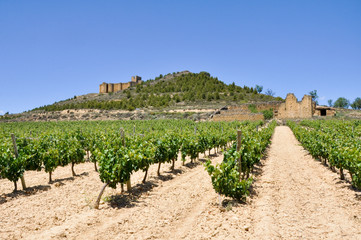 Fototapeta na wymiar Winnice wzdłuż Davalillo Zamku, La Rioja (Spain)