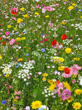 Fototapeta wild flower on a meadow