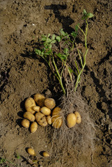 Kartoffelernte - 4