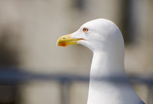 Gabbiani