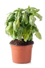 pot of fresh basil