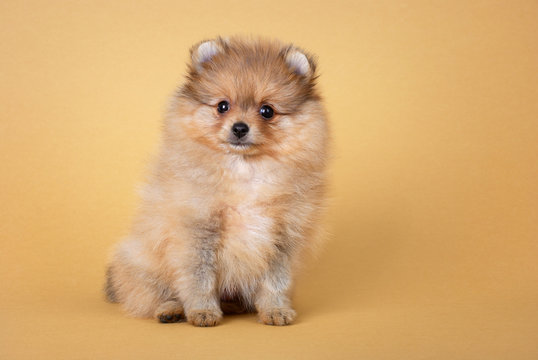 pomeranian spitz puppy