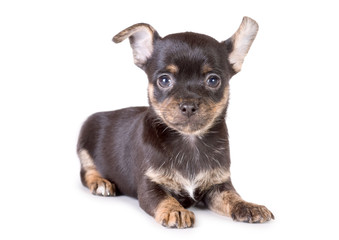 lying chihuahua puppy