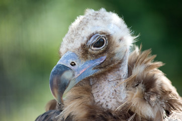 portrait of the griffin