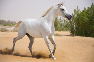 Arabian Horse on a pasture
