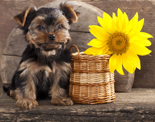 yorkshire terrier  puppy and sunflower © liliya kulianionak