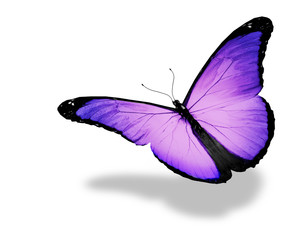 Light violet butterfly flying, isolated on white background