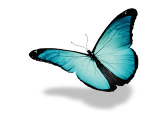 Light blue butterfly flying, isolated on white background