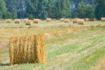 harvested field with straw bales in summer