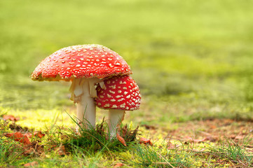 Zwei Fliegenpilze auf Wiese, Amanita muscaria, Giftpilze