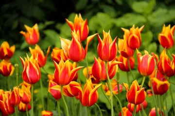 Afwasbaar Fotobehang Tulp Wild tulips