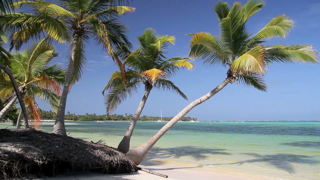 Beautiful palms on tropical beach, footage