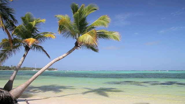Beautiful palms on caribbean beach