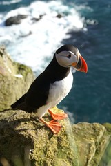 Puffin, Latrabjarg, Iceland