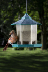 female cardinal feeding