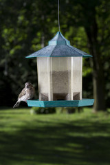 Splitting seed