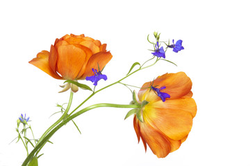 Obraz premium Floral background