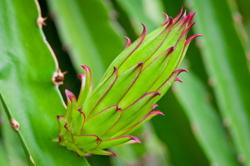 Dragon fruit flower