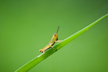 grasshopper in green nature