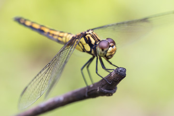 scharfe Auge einer Libelle