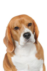 Beagle on White Background