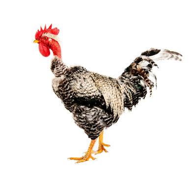 Naked Neck rooster. isolated. close-up