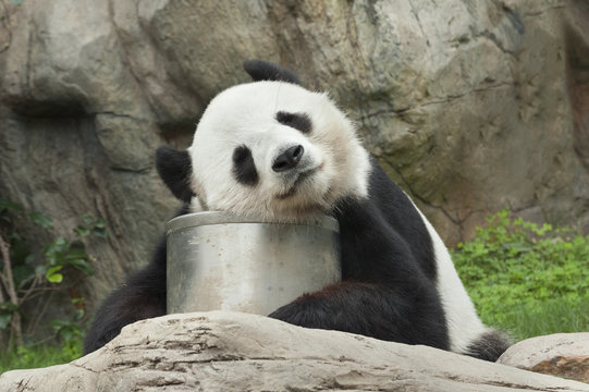 Fototapeta Giant panda bear sleeping