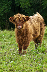 schottisches Hochland Kalb
