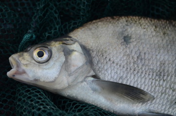 Bream
