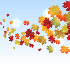 EPS10 Autumn maple leaves background. Vector illustration.