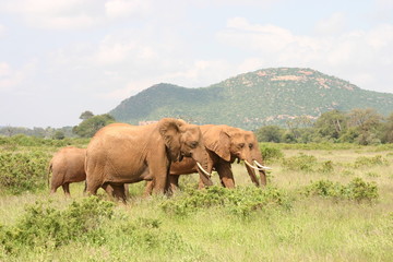 Fototapeta na wymiar Słonie Słonie w Kenii
