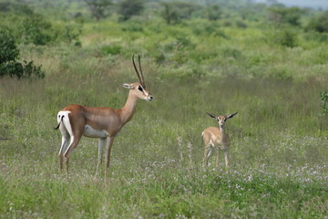 Naklejka na ściany i meble Antelope antilope Springbock Dziecko w Kenii