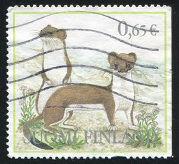 Stoat