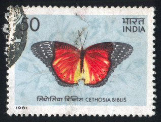 butterfly