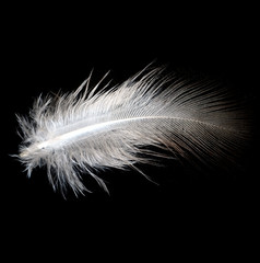 White feather on black background