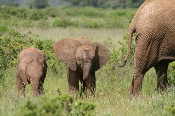Naklejka na ściany i meble Babyelefant, Baby Słoń afrykański w Savannah