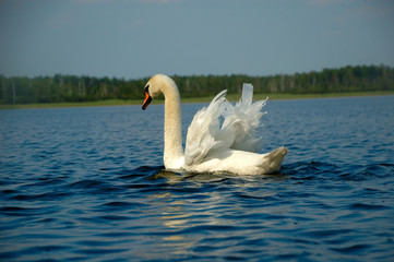 Swan portrait
