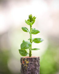 Young tree seedling grow from old stump