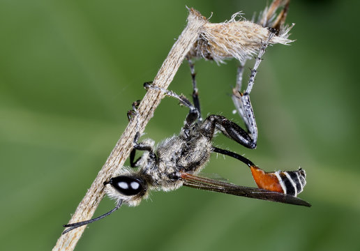 Grasshopper hunter.Prionyx kirwii