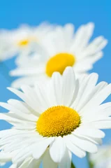 Crédence de cuisine en verre imprimé Marguerites Beautiful daisy close-up